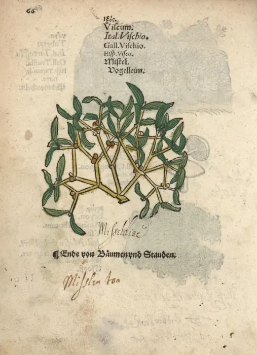 Framed Print : Mistletoe, Viscum album Framed Print : Mistletoe, Viscum album
