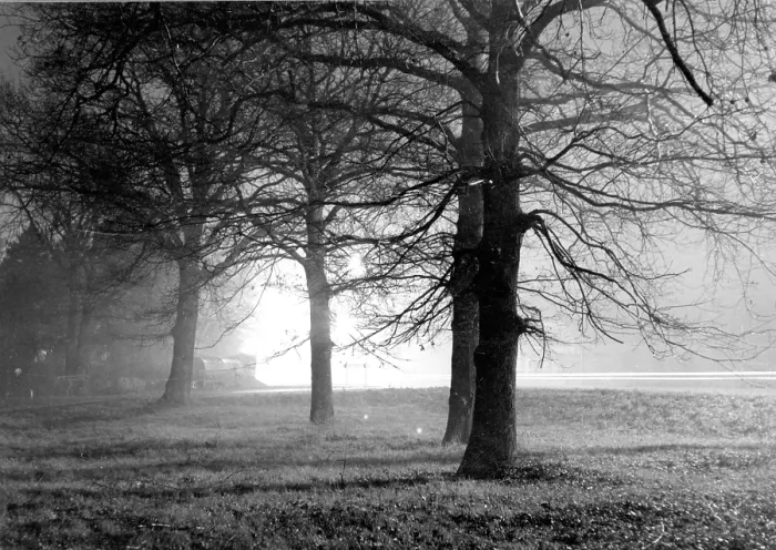 Framed Print : Misty park at night Framed Print : Misty park at night