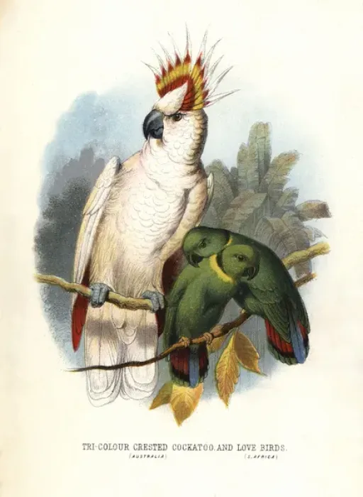 Framed Print : Mitchells cockatoo, Lophochroa leadbeateri Framed Print : Mitchells cockatoo, Lophochroa leadbeateri