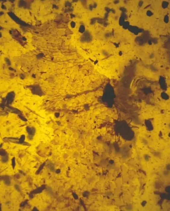 Framed Print : Mite in amber Framed Print : Mite in amber