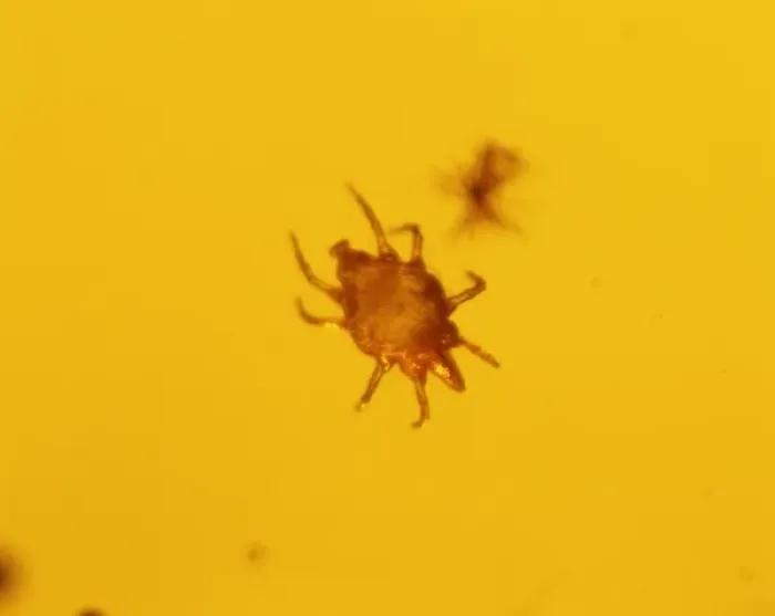 Framed Print : Mite in baltic amber Framed Print : Mite in baltic amber