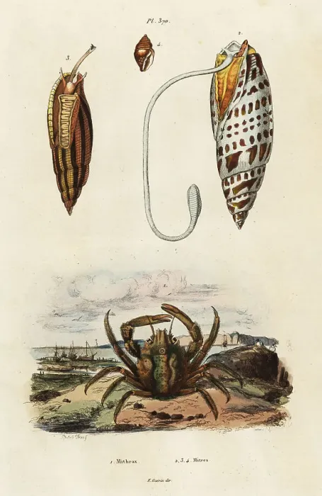 Framed Print : Mitre shells and green clinging crab Framed Print : Mitre shells and green clinging crab