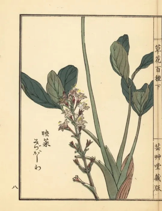 Framed Print : Mitsugashiwa or bogbean, Menyanthes trifoliata Framed Print : Mitsugashiwa or bogbean, Menyanthes trifoliata