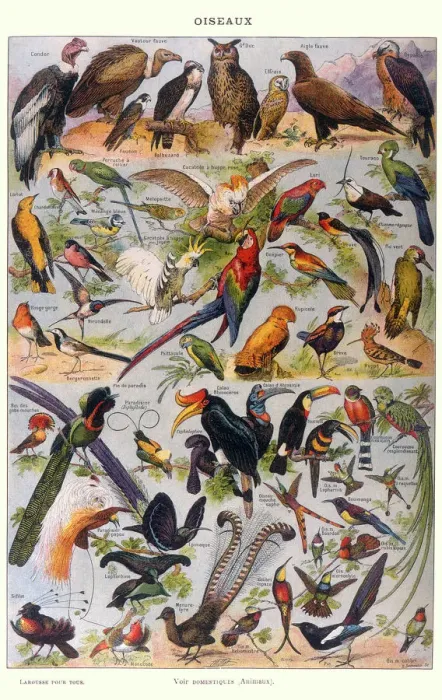 Framed Print : MIXED BIRDS Framed Print : MIXED BIRDS
