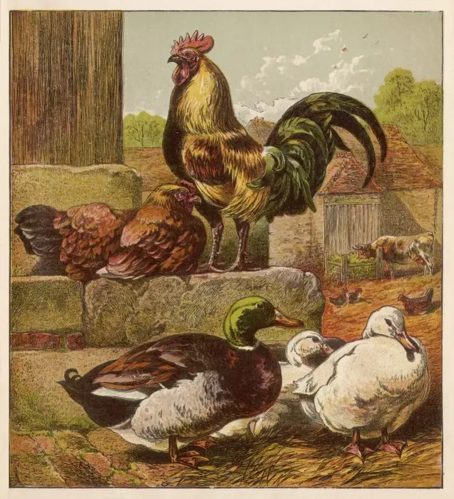 Framed Print : MIXED POULTRY Framed Print : MIXED POULTRY