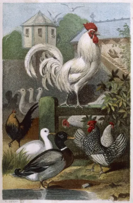 Framed Print : Mixed Poultry (Beeton) Framed Print : Mixed Poultry (Beeton)