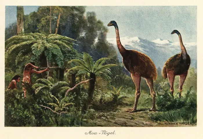 Framed Print : Moa birds being hunted by men with bows and arrows Framed Print : Moa birds being hunted by men with bows and arrows