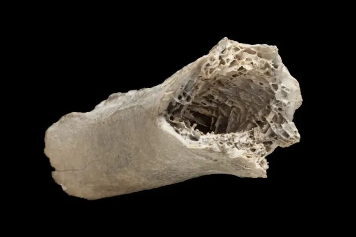 Framed Print : Moa bone fragment Framed Print : Moa bone fragment