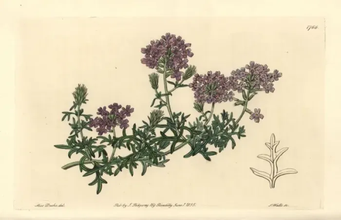Framed Print : Mock vervain, Glandularia laciniata Framed Print : Mock vervain, Glandularia laciniata