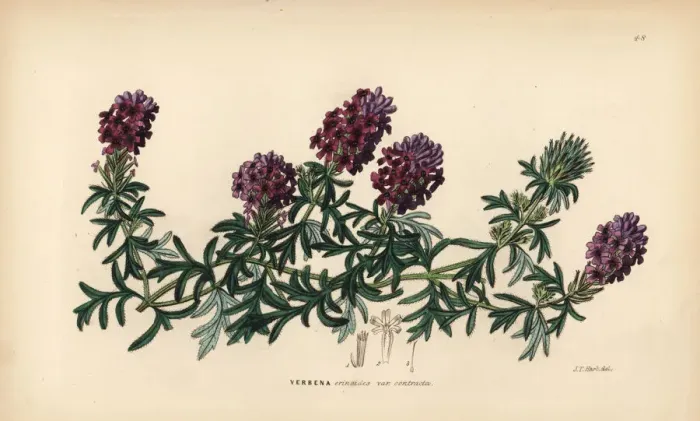 Framed Print : Mock vervain, Glandularia laciniata Framed Print : Mock vervain, Glandularia laciniata