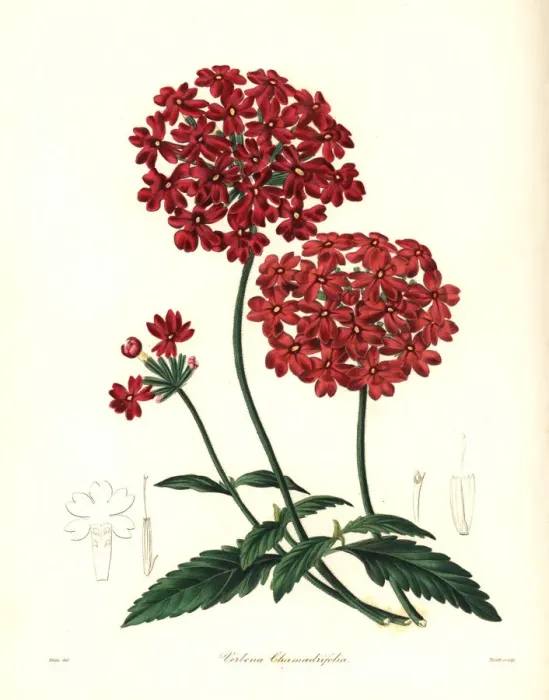 Framed Print : Mock vervain, Glandularia peruviana Framed Print : Mock vervain, Glandularia peruviana