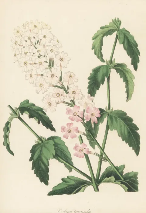 Framed Print : Mock vervain, Glandularia platensis Framed Print : Mock vervain, Glandularia platensis