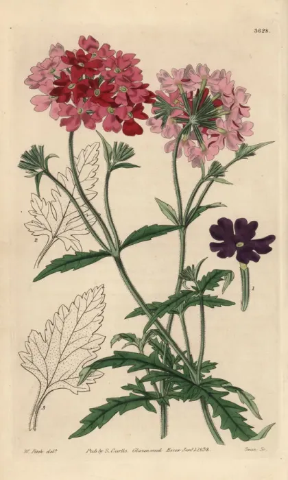 Framed Print : Mock vervain, Glandularia tweedieana Framed Print : Mock vervain, Glandularia tweedieana