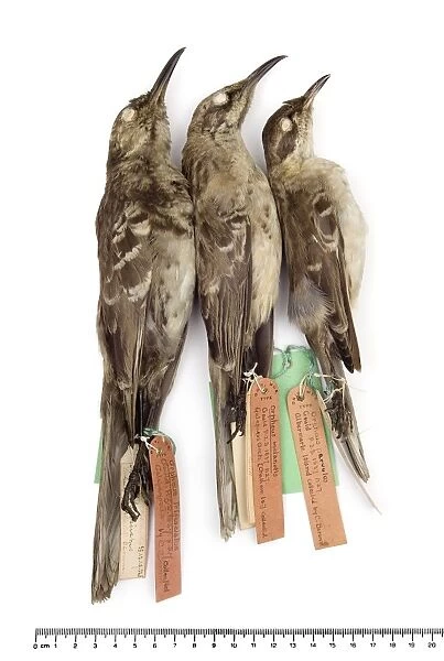 Mockingbirds