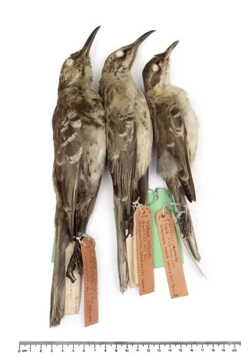 Framed Print : Mockingbirds Framed Print : Mockingbirds