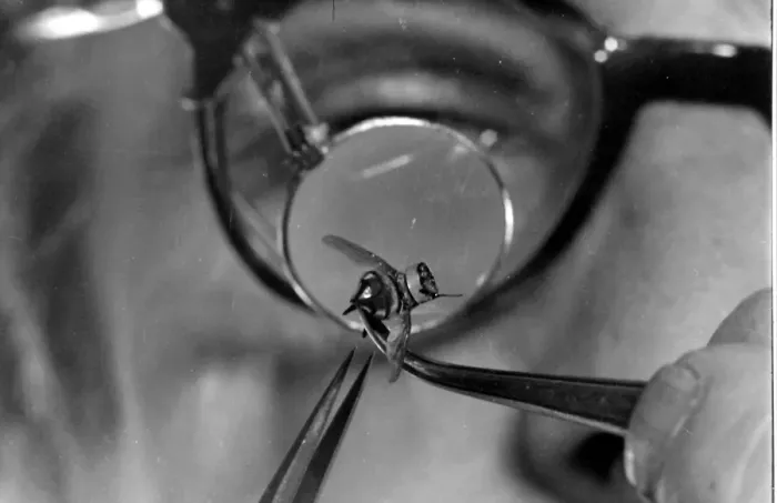 Framed Print : Model fly for use in spying Framed Print : Model fly for use in spying