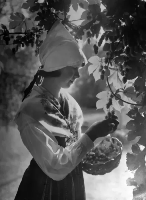 Framed Print : Model Hop Picker Framed Print : Model Hop Picker
