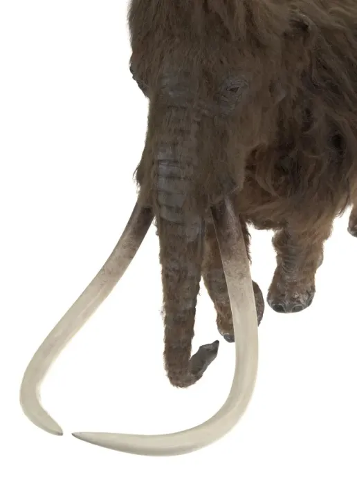 Framed Print : Model of the Ilford Mammoth Framed Print : Model of the Ilford Mammoth