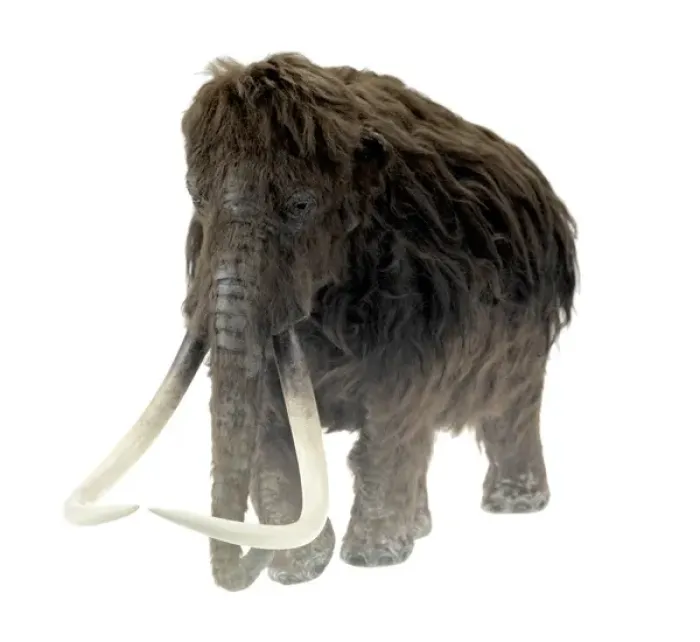 Framed Print : Model of the Ilford Mammoth Framed Print : Model of the Ilford Mammoth