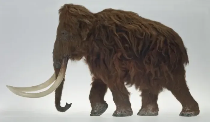 Framed Print : Model of the Ilford Mammoth