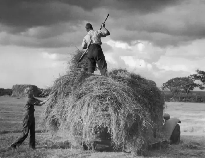 Framed Print : Modern Haymaking / 1950 Framed Print : Modern Haymaking / 1950