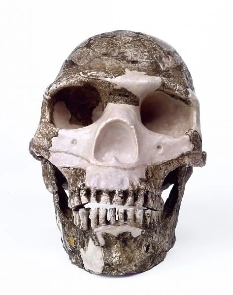Modern Homo sapiens cranium (Skhul V)