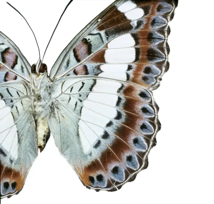 Framed Print : Moduza nuydai, butterfly Framed Print : Moduza nuydai, butterfly