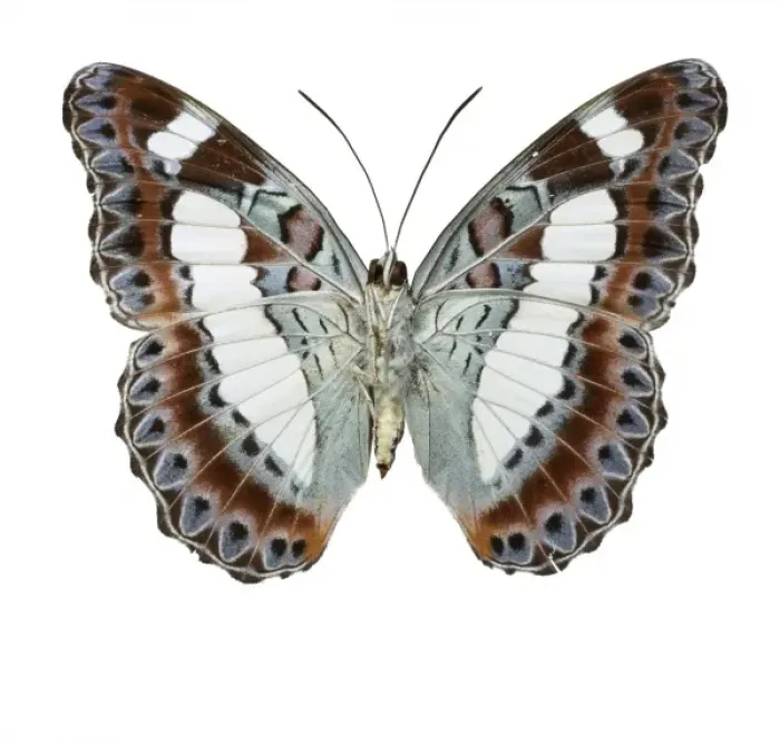 Framed Print : Moduza nuydai, butterfly Framed Print : Moduza nuydai, butterfly