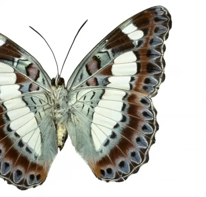 Framed Print : Moduza nuydai, butterfly Framed Print : Moduza nuydai, butterfly