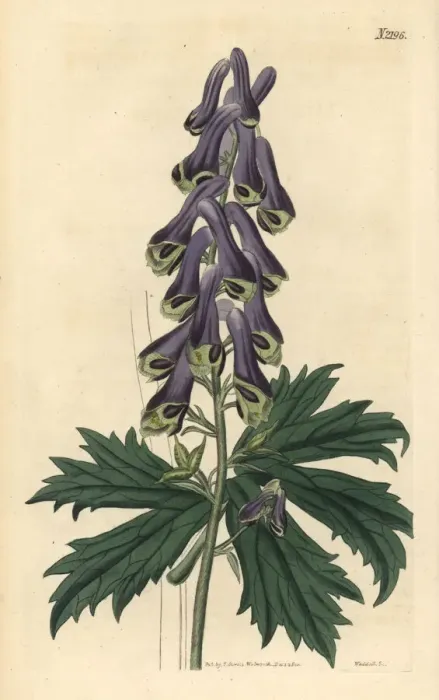 Framed Print : Moldavian monkshood, Aconitum moldavicum Framed Print : Moldavian monkshood, Aconitum moldavicum