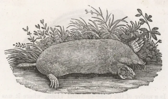 Framed Print : THE MOLE. The European mole, Talpa Europea Framed Print : THE MOLE. The European mole, Talpa Europea