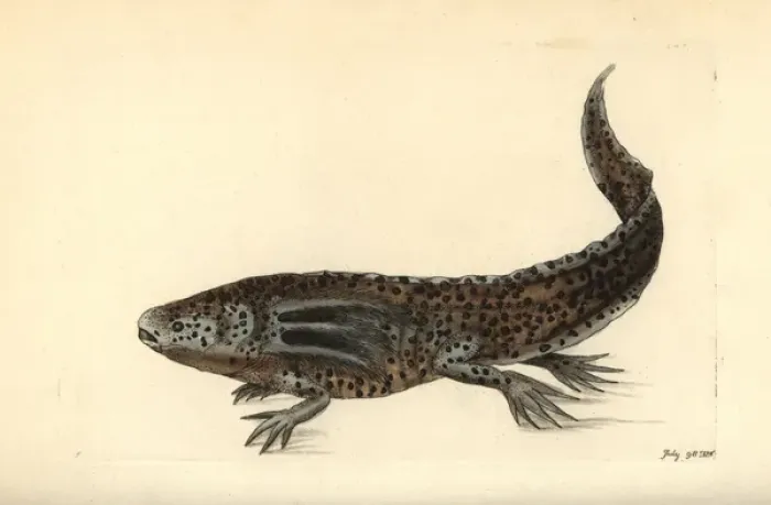 Framed Print : Mole salamander or wooper looper, Ambystoma Framed Print : Mole salamander or wooper looper, Ambystoma