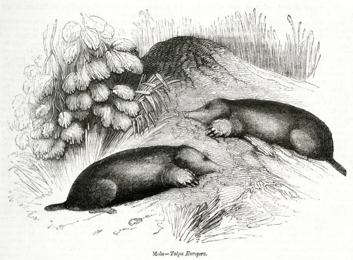 Framed Print : Two moles (Talpa Europaea) Framed Print : Two moles (Talpa Europaea)
