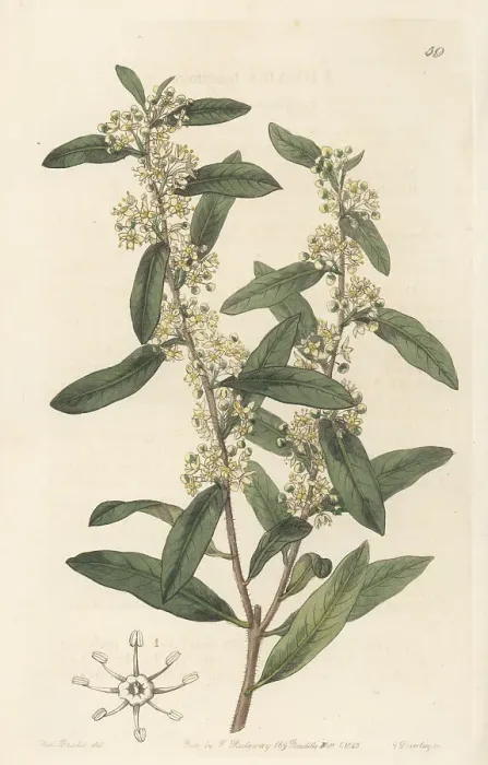 Framed Print : Molle rastrero, Schinus longifolius Framed Print : Molle rastrero, Schinus longifolius