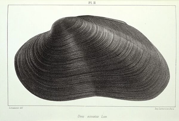 Mollusc. Plate 2 by J Drouet from his Etudes sur les naiades de la France, Vol. 2, 1857