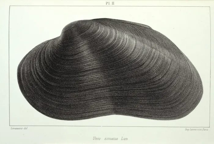 Framed Print : Mollusc. Plate 2 by J Drouet from his Etudes sur les naiades de la France, Vol. 2, 1857 Framed Print : Mollusc. Plate 2 by J Drouet from his Etudes sur les naiades de la France, Vol. 2, 1857