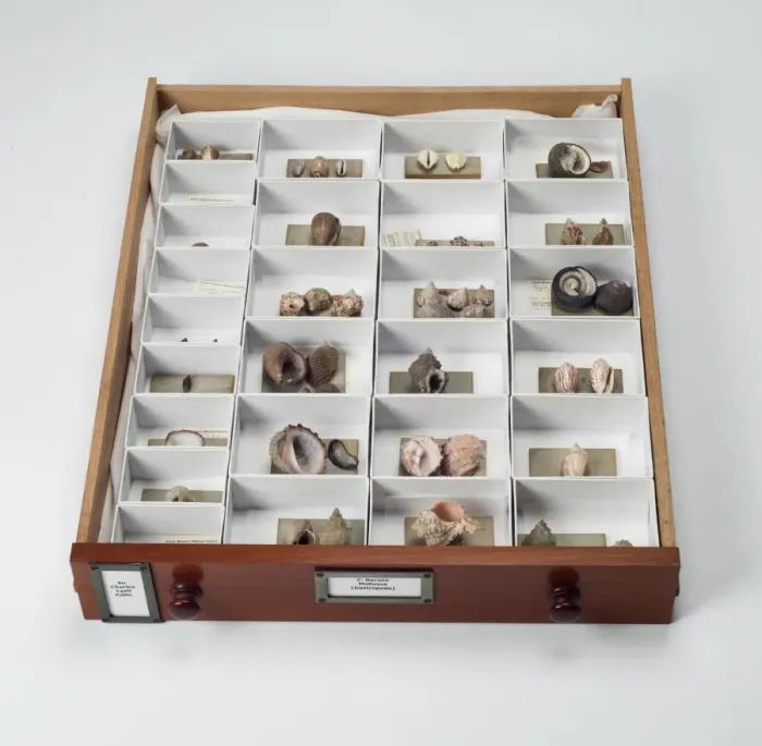 Framed Print : Mollusc specimen drawer Framed Print : Mollusc specimen drawer