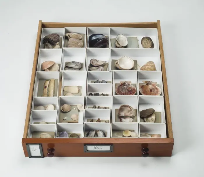 Framed Print : Mollusc specimen drawer Framed Print : Mollusc specimen drawer