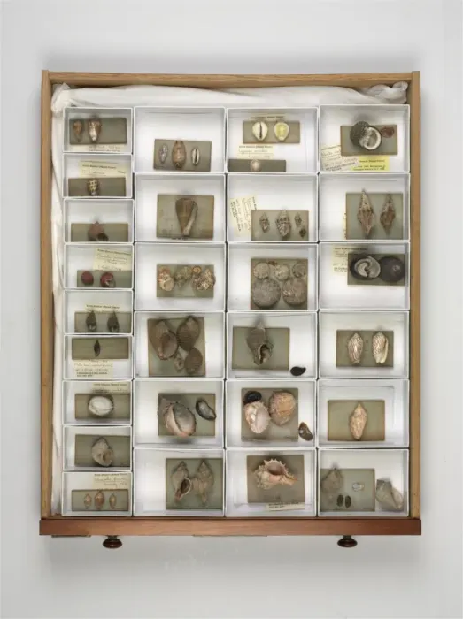 Framed Print : Mollusc specimen drawer Framed Print : Mollusc specimen drawer