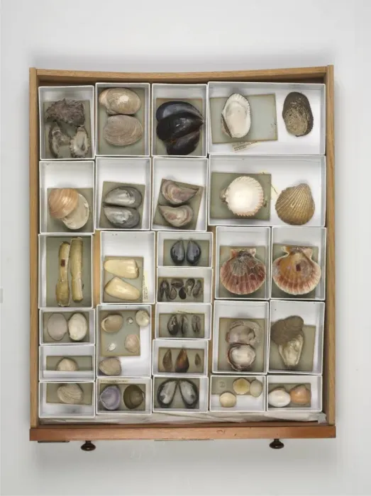 Framed Print : Mollusc specimen drawer Framed Print : Mollusc specimen drawer