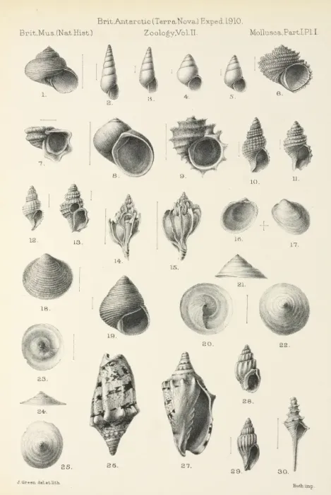 Framed Print : Mollusca drawings Framed Print : Mollusca drawings
