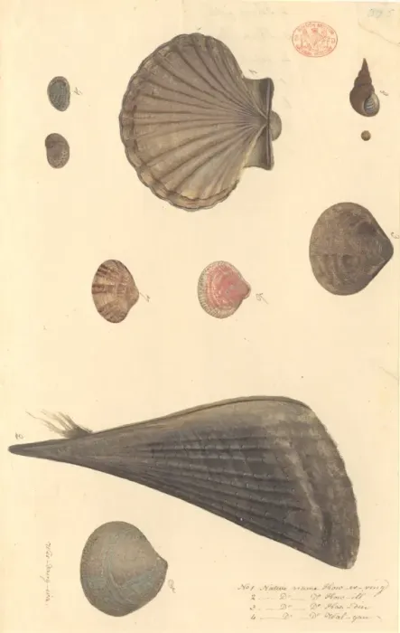 Framed Print : Nine molluscs, including bivalves and gastropods Framed Print : Nine molluscs, including bivalves and gastropods