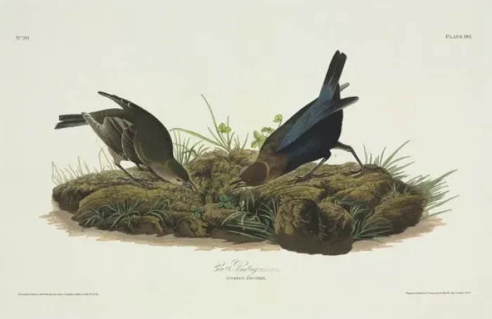 Framed Print : Molothrus ater, brown-headed cowbird Framed Print : Molothrus ater, brown-headed cowbird