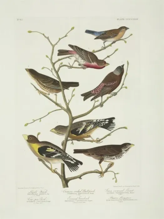 Framed Print : Molothrus ater, Passerella iliaca, Carpodacus mexicanus, Pas Framed Print : Molothrus ater, Passerella iliaca, Carpodacus mexicanus, Pas