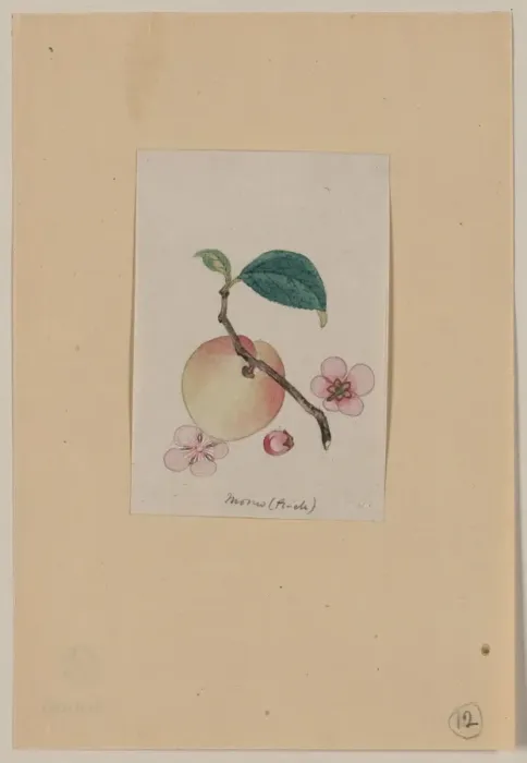 Framed Print : Momo (peach) Framed Print : Momo (peach)