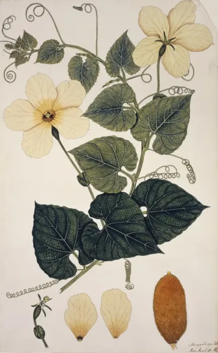 Framed Print : Momordica cochinchinensis, Chinese bitter melon Framed Print : Momordica cochinchinensis, Chinese bitter melon