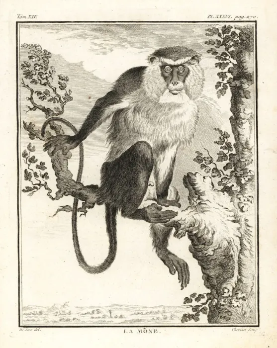 Framed Print : Mona monkey, Cercopithecus mona Framed Print : Mona monkey, Cercopithecus mona