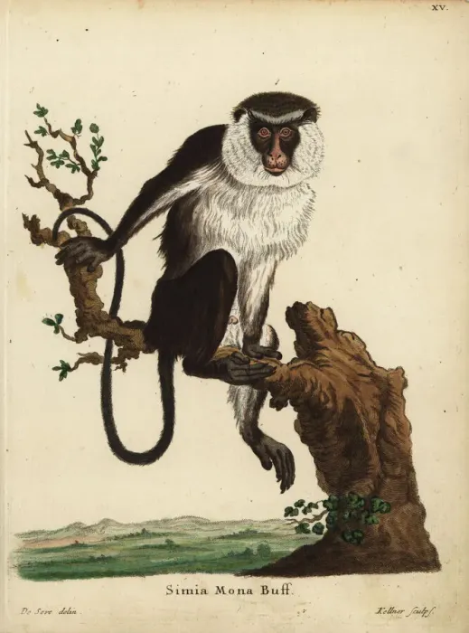 Framed Print : Mona monkey, Cercopithecus mona Framed Print : Mona monkey, Cercopithecus mona