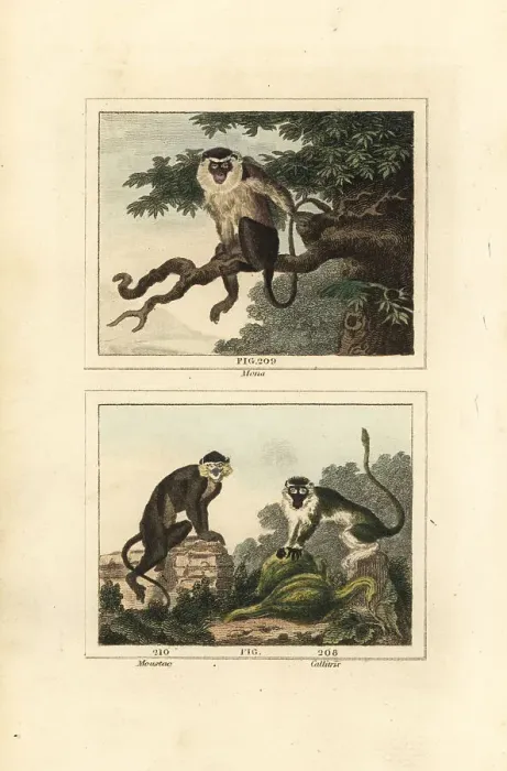 Framed Print : Mona, moustached guenon and grivet Framed Print : Mona, moustached guenon and grivet