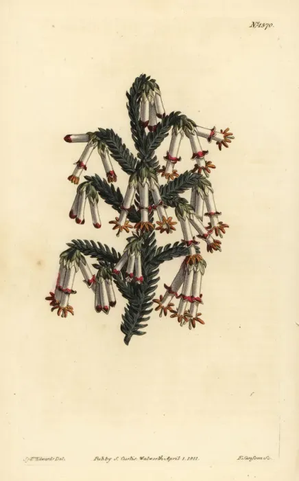 Framed Print : Monadelphous heath, Erica monadelpha Framed Print : Monadelphous heath, Erica monadelpha